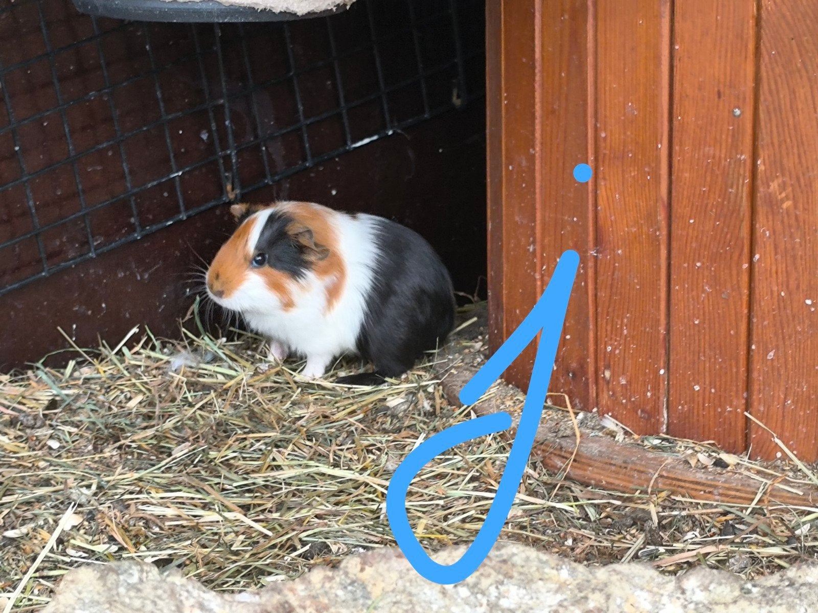 Cavia beertje, Dieren en Toebehoren, Mei, Cavia