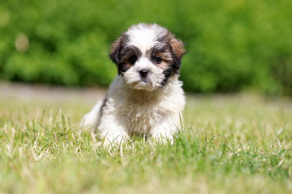 Malshih puppy, teefje, geboren 14 april, eigen kweek, Dieren en Toebehoren, Parvo, België, Overige rassen, 8 tot 15 weken