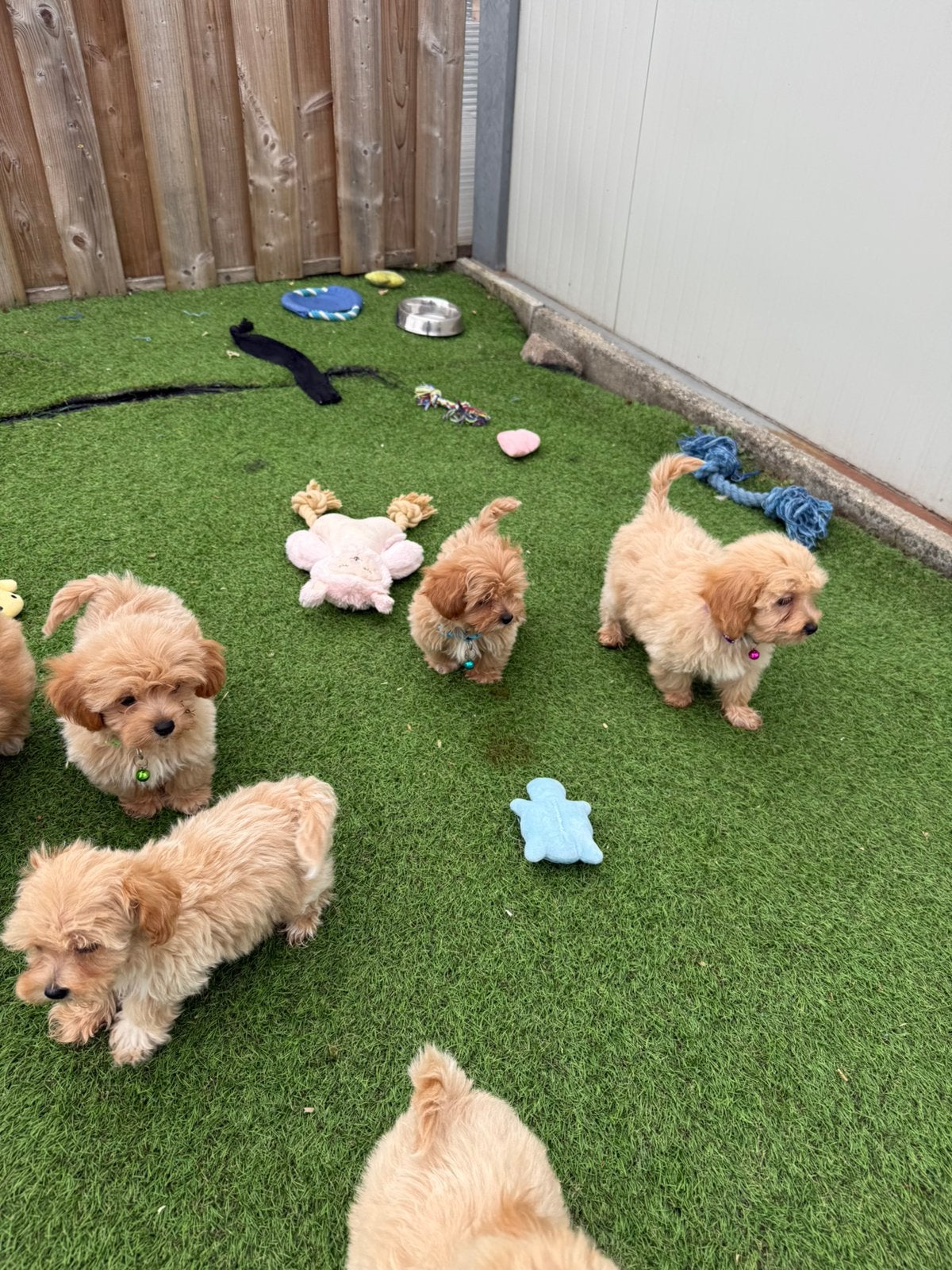 Prachtige maltipoo pups, Dieren en Toebehoren, Honden | Chihuahua's en Gezelschapshonden, Meerdere dieren, Overige rassen, Fokker | Professioneel