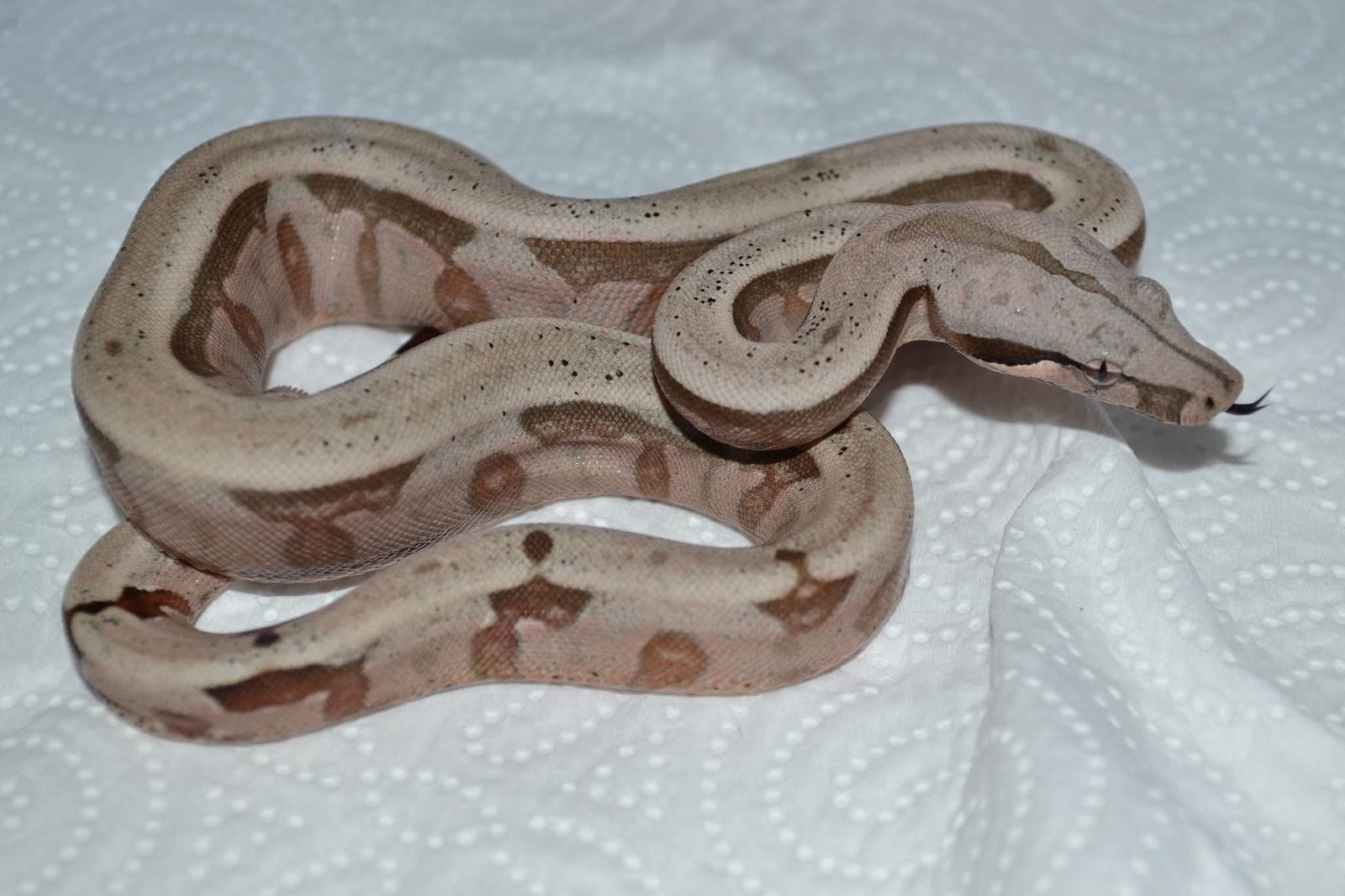 Boa constrictor amarali, Dieren en Toebehoren, Slang, Tam, 0 tot 2 jaar