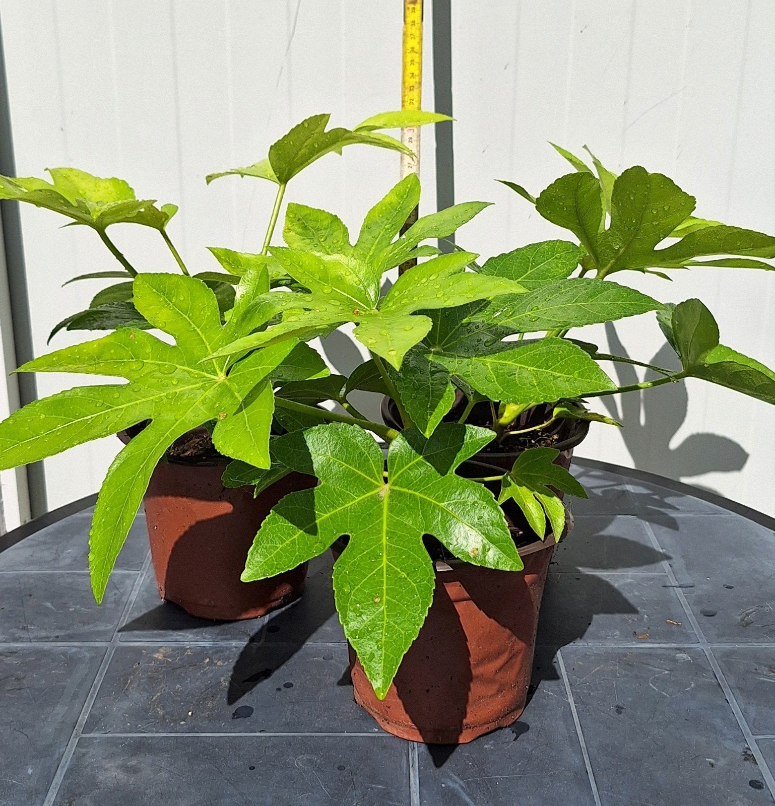 Vingerplant, Japanse aralia, Enlèvement