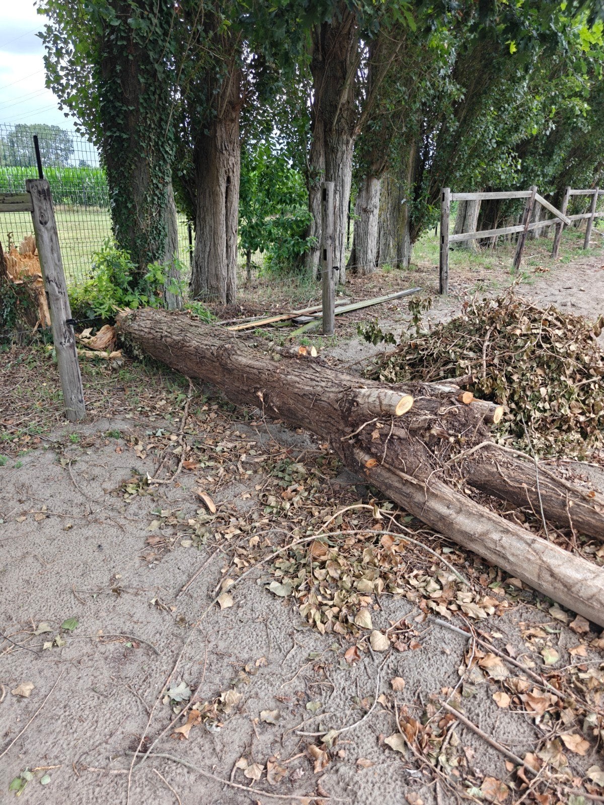 Gratis brandhout boom, Enlèvement, Branches