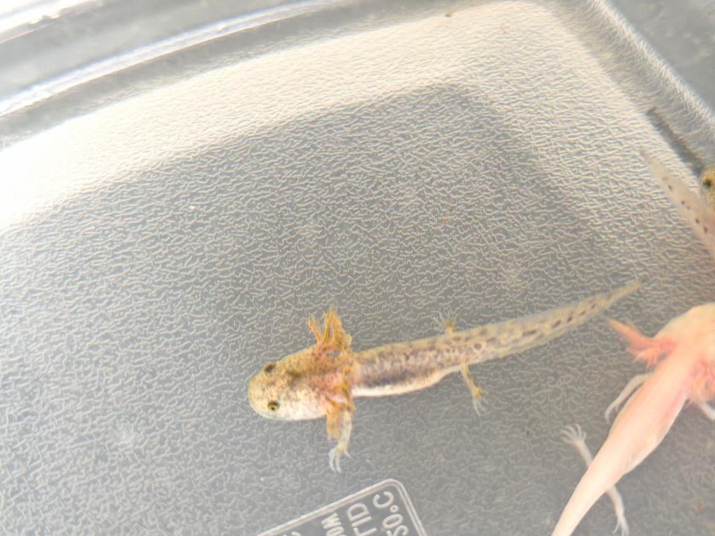 Axolotl wildkleur, Autres espèces, 0 à 2 ans
