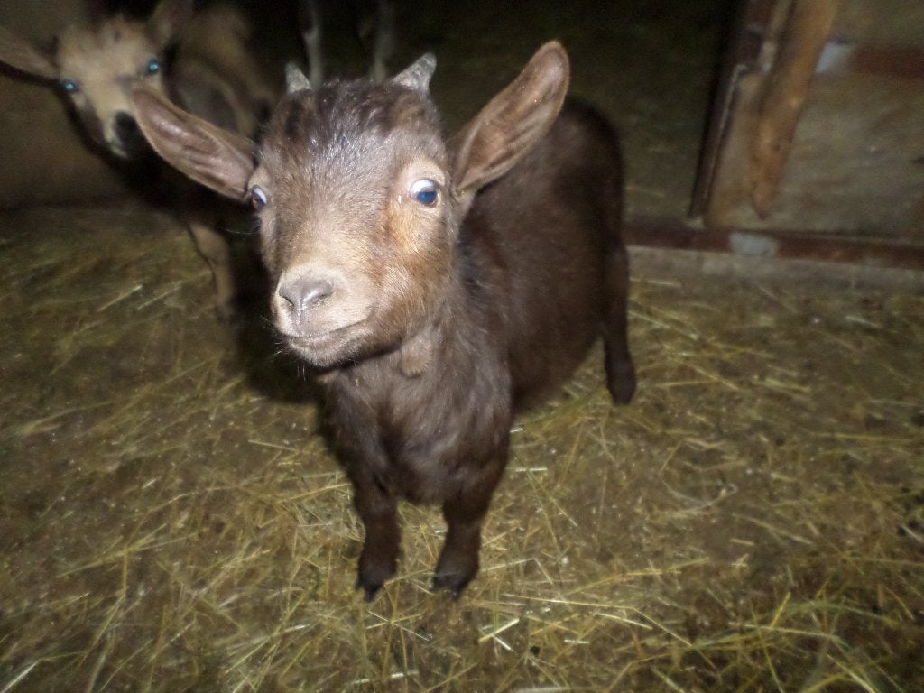 dwerggeitje, Dieren en Toebehoren