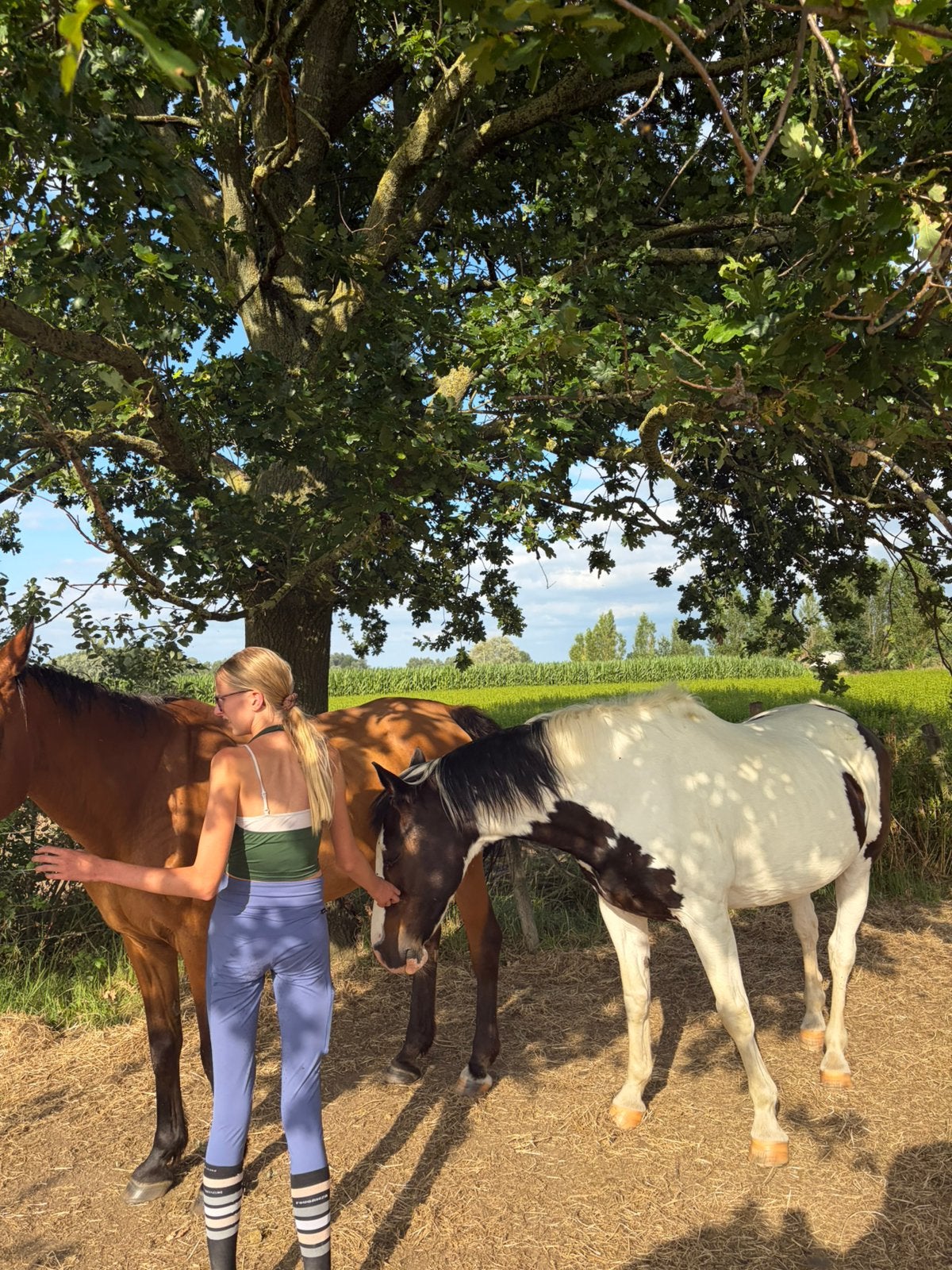2 paarden, Dieren en Toebehoren, Paarden