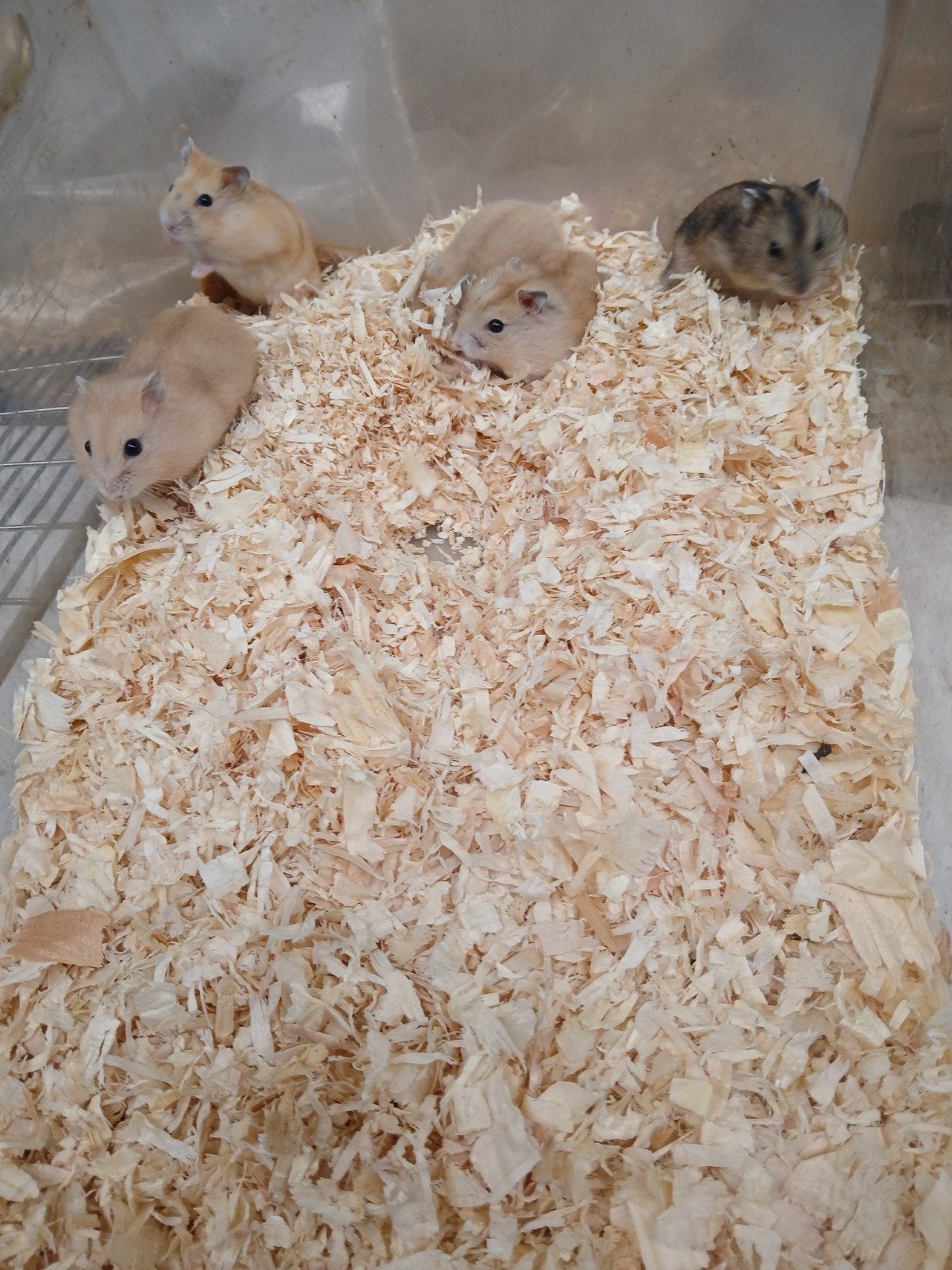 Dwerghamsters, Hamster, Mei, Meerdere dieren, Tam