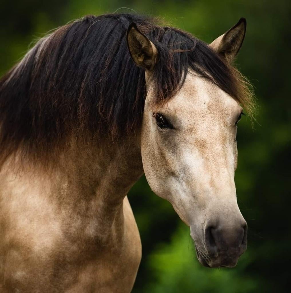 Bijrijder/verzorger gezocht, Dieren en Toebehoren, Paarden, Met stamboom, Ruin, Zadelmak, 7 tot 10 jaar