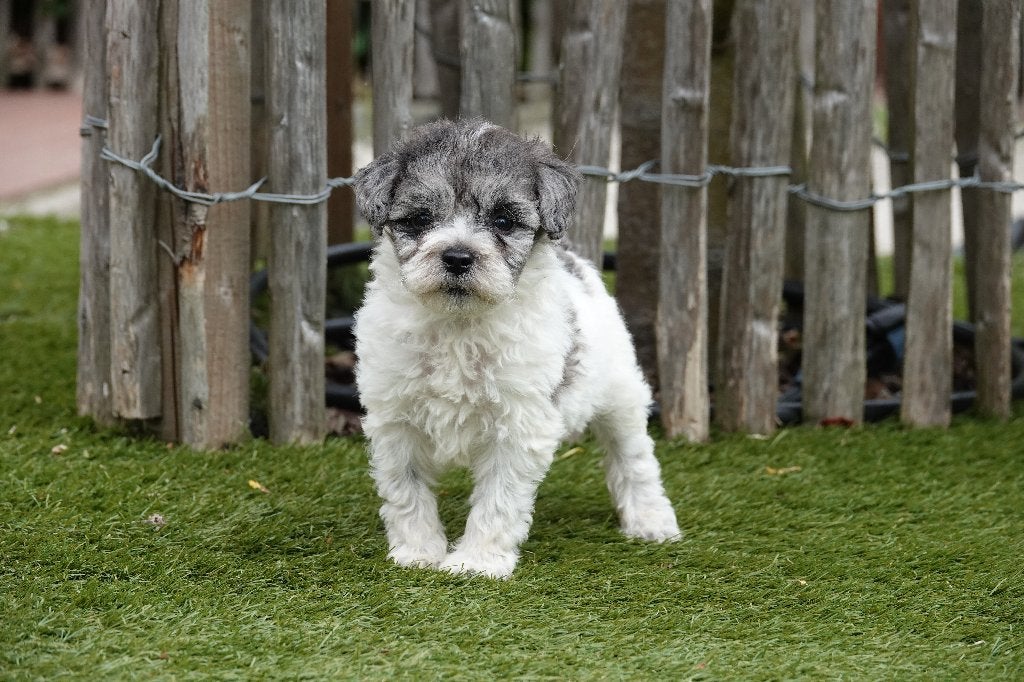 Prachtige Bleu Merle Maltipoo pup, Dieren en Toebehoren, België, Parvo, 8 tot 15 weken, Eén hond