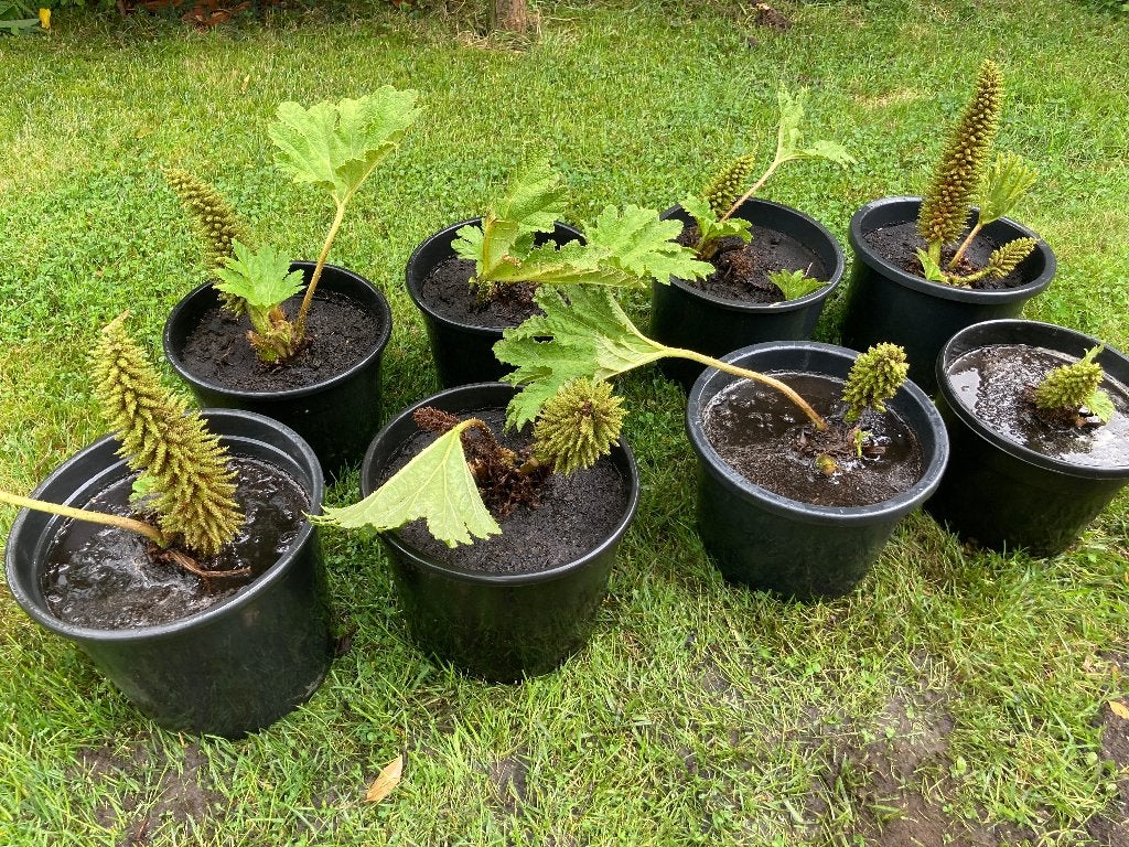 Gunnera plant(en), Tuin en Terras, Ophalen, Zomer, Vaste plant, Overige soorten