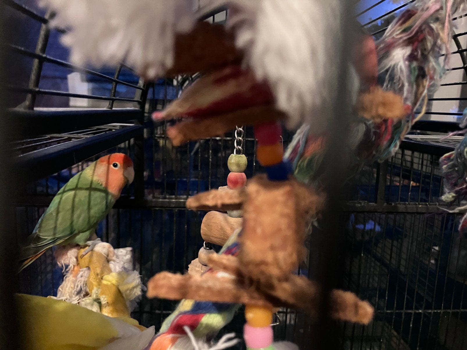 Agapornis roseicolli- lovebird, Dieren en Toebehoren