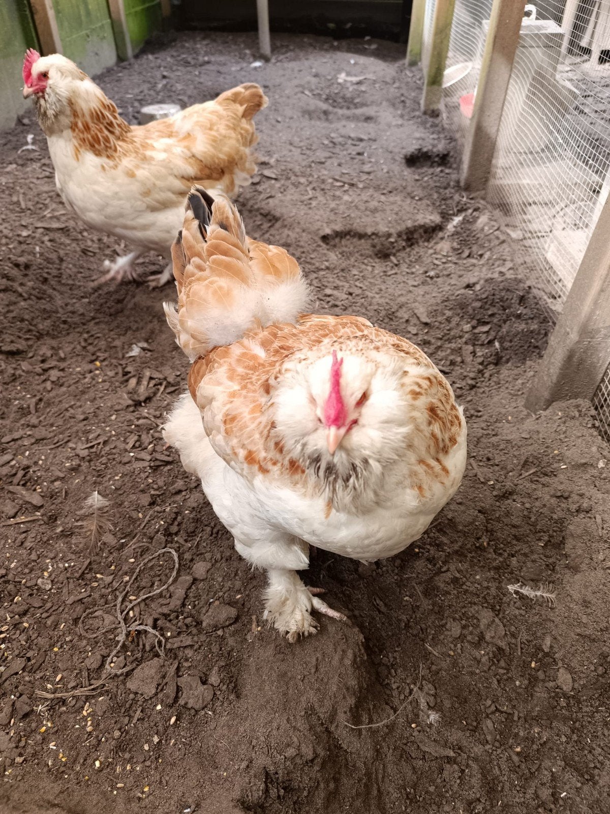 11 broedeieren duitse faverolles, Sexe inconnu, Poule ou poulet