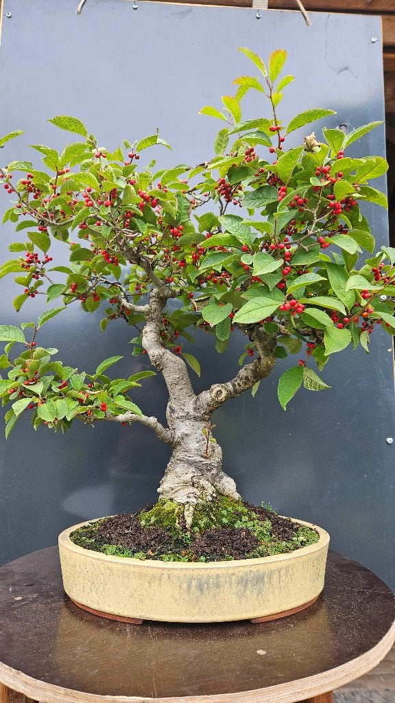 Bonsai Ilex serrata Bevruchter, Tuin en Terras, Ophalen