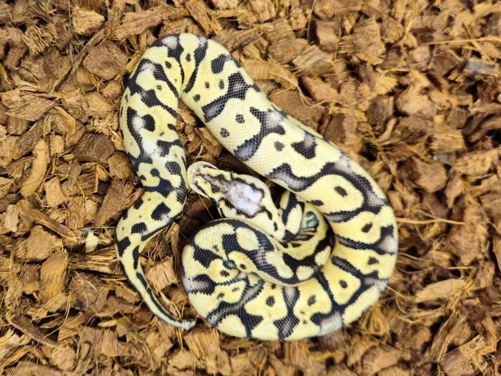 LAST MINUTE HOUTEN DEALS - Diverse koningspythons Ball Python photo 8