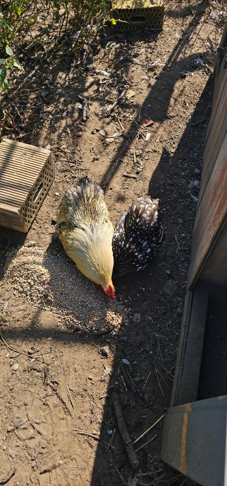 koppel cochin kriel zwart wit geparreld, Animaux & Accessoires