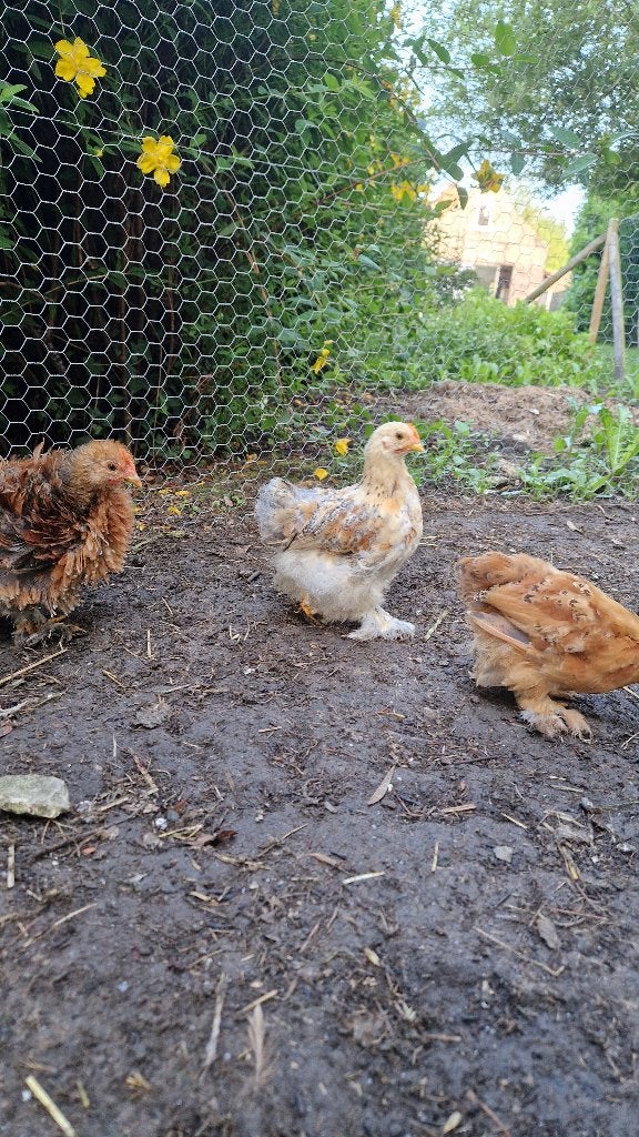 Jonge cochin krielen, Dieren en Toebehoren