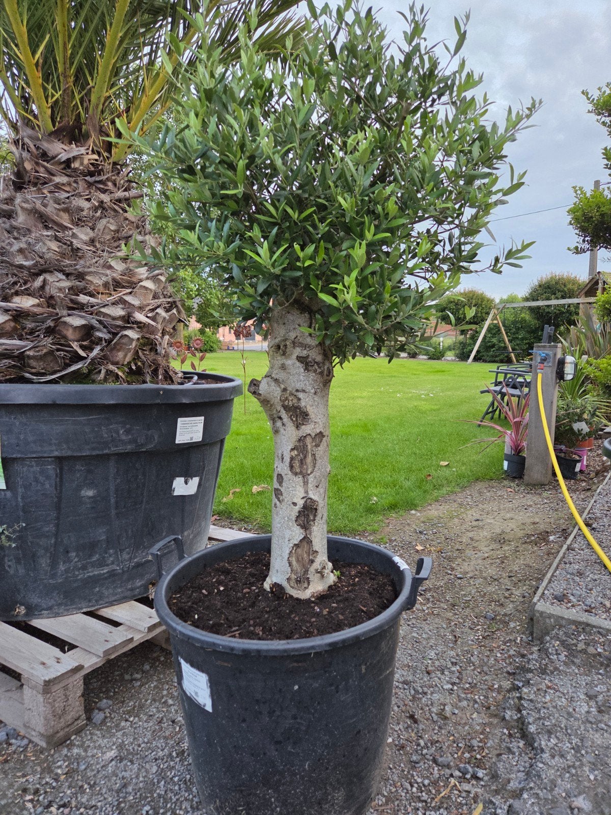 Olijfboom Olea Europaea, Ophalen, Olijfboom