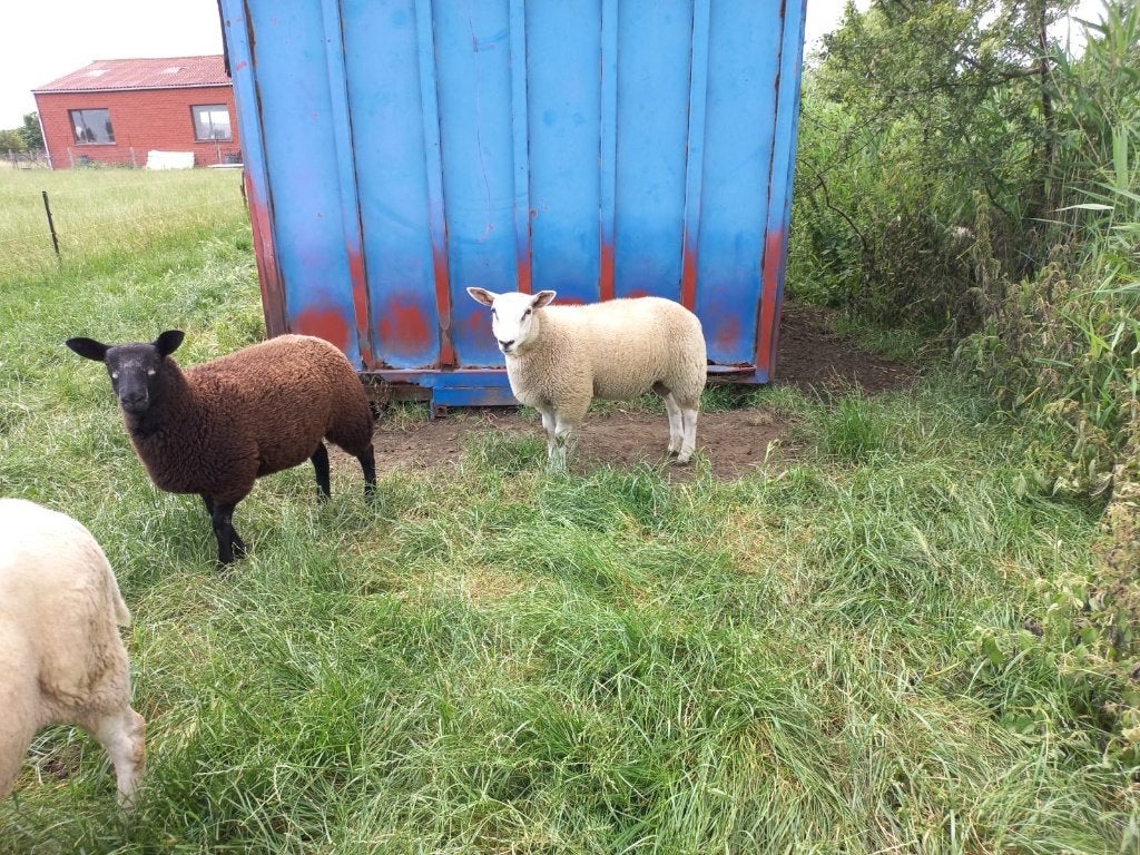 Brebis et bélier à vendre, Plusieurs animaux, Mouton, 0 à 2 ans