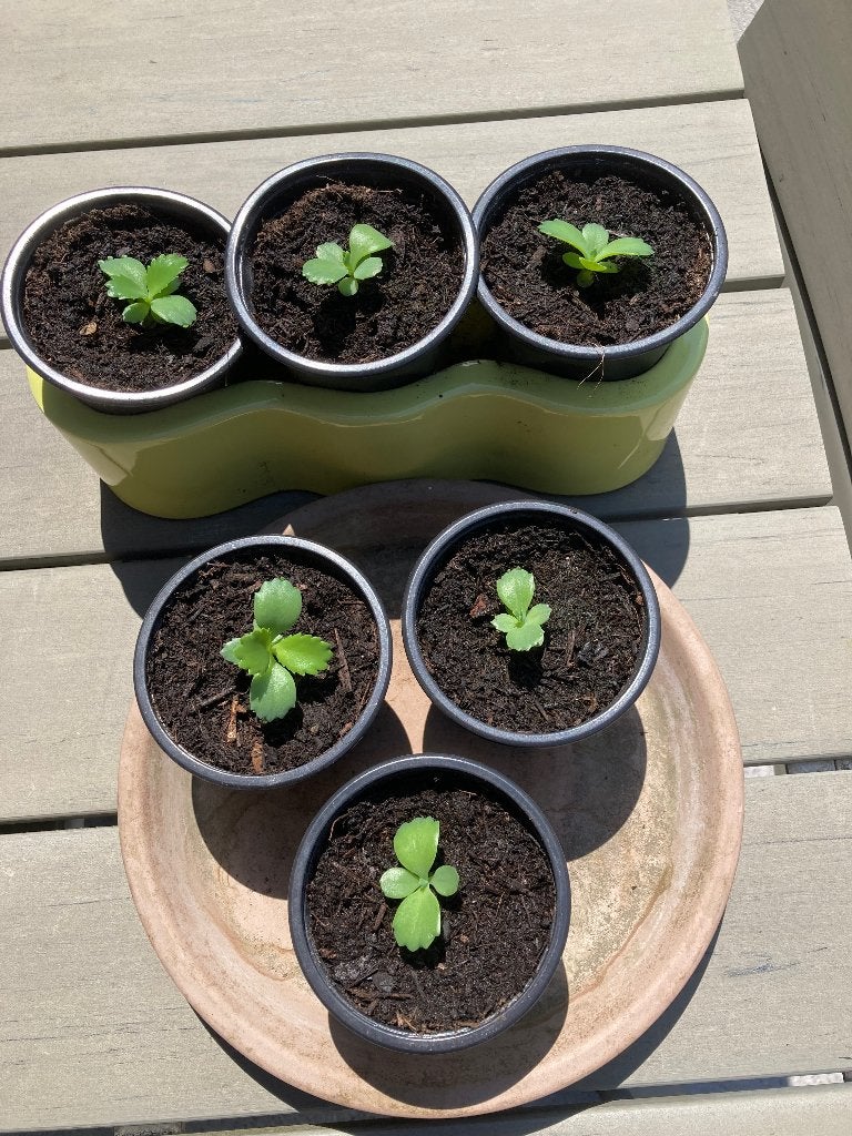 Kleine kamerplantjes, Huis en Inrichting, Kamerplanten, Ophalen