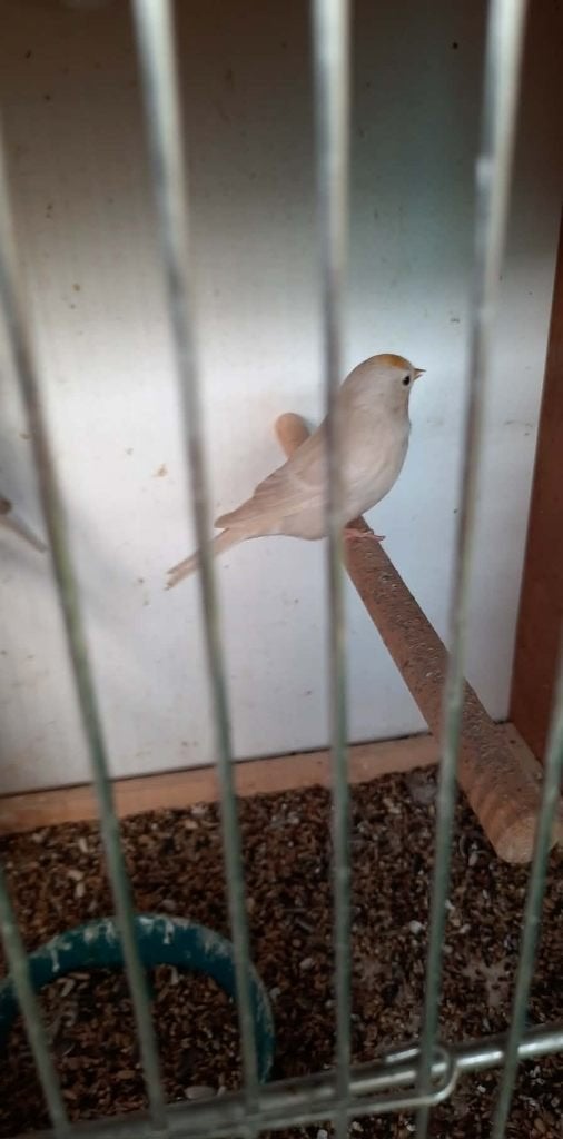 vogels, Bagué