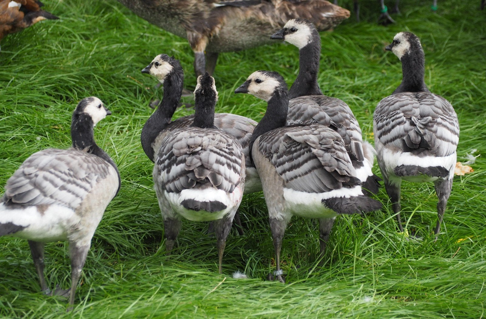 ganzen Brandganzen, Dieren en Toebehoren, Pluimvee, Meerdere dieren, Gans of Zwaan