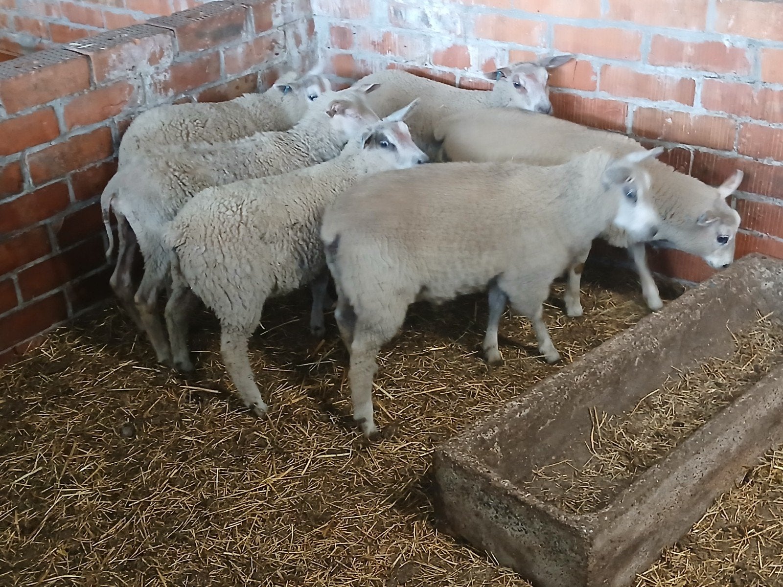5 jonge ooi lammers, Dieren en Toebehoren