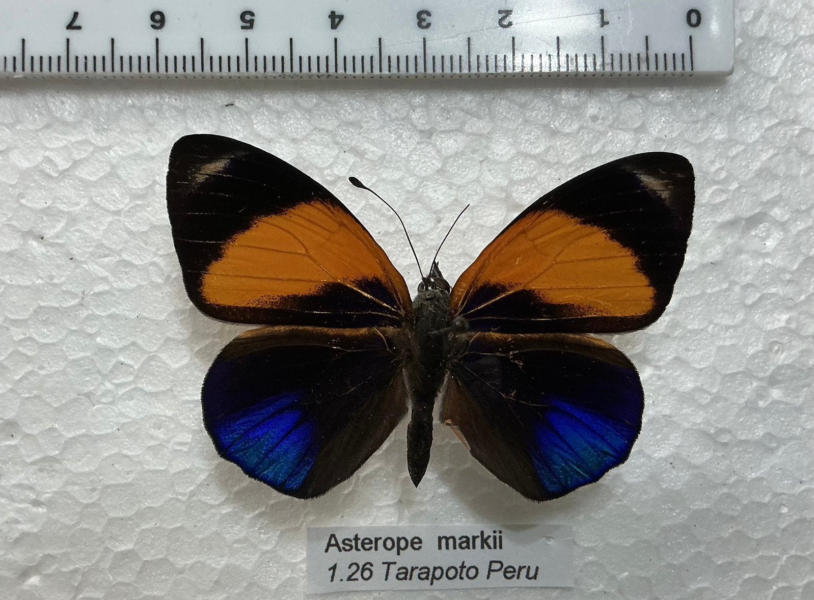 Asterope markii, VLINDERS uit Peru, Ophalen of Verzenden, Zo goed als nieuw