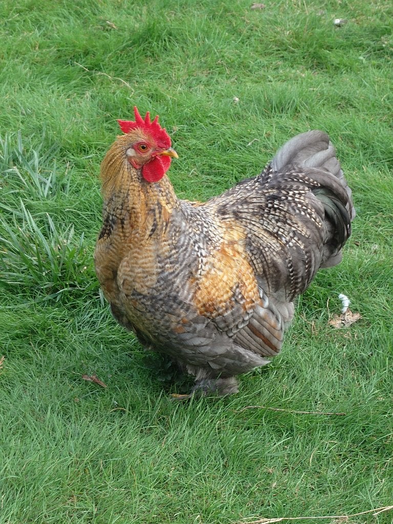 haantje, Dieren en Toebehoren, Mannelijk, Kip