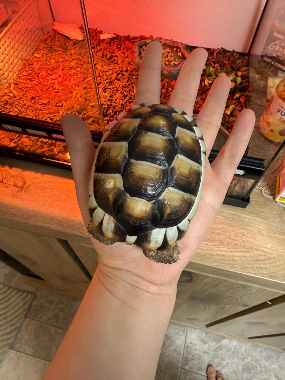 Turtle, Dieren en Toebehoren, Schildpad, Met terrarium, 0 tot 2 jaar