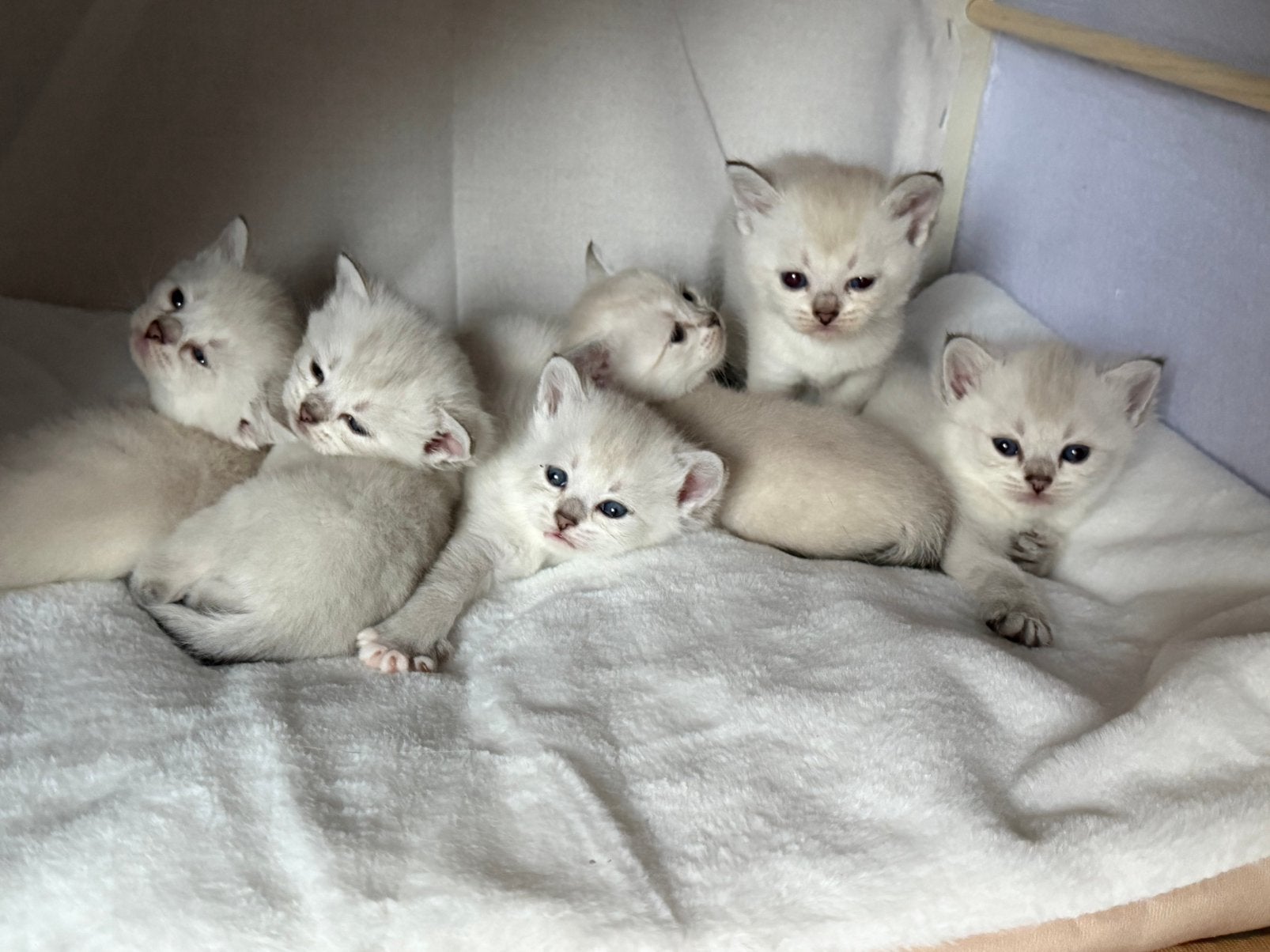 Brits Korthaar Point Kitten 1 poesje nog beschikbaar, Plusieurs animaux, Avec puce électronique, 0 à 2 ans