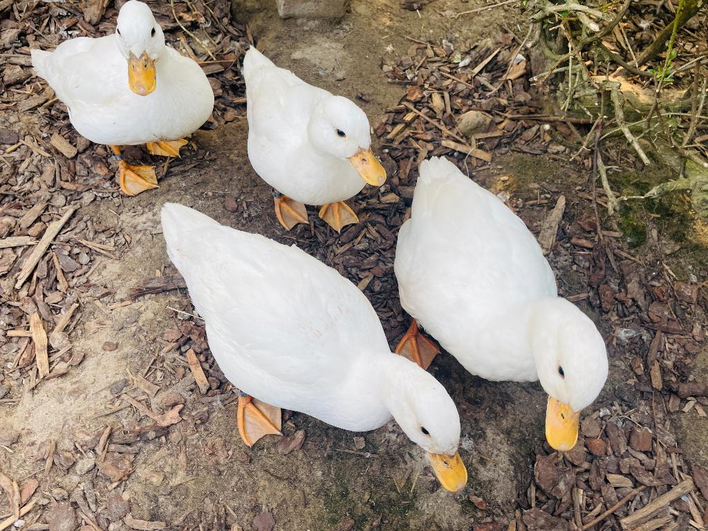 Hollandse kwakers, Dieren en Toebehoren, Pluimvee, Mannelijk, Eend