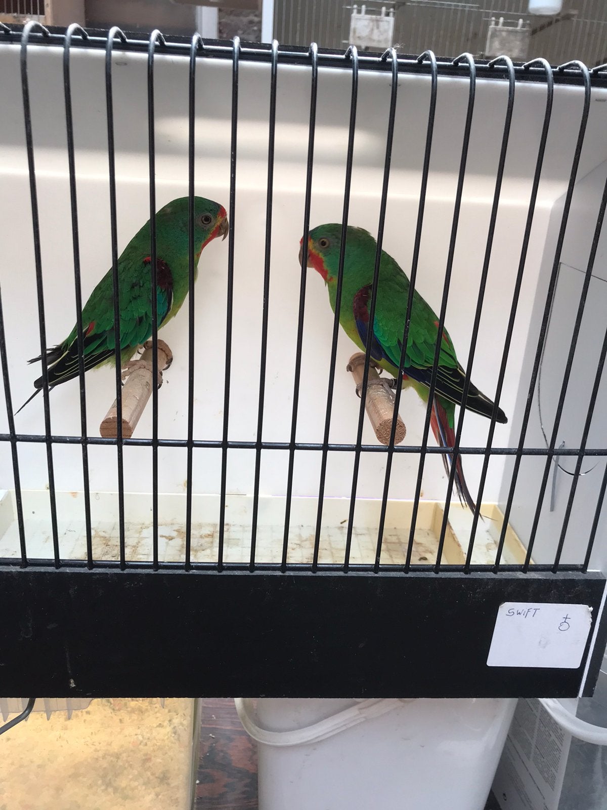 1 koppel swift parkieten