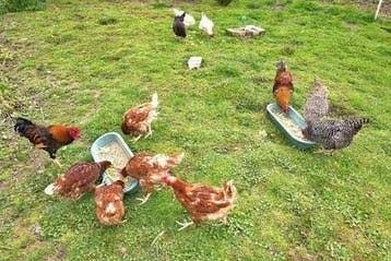 Gezocht: Gratis kippen of pluimvee voor goede opvang, Dieren en Toebehoren, Pluimvee