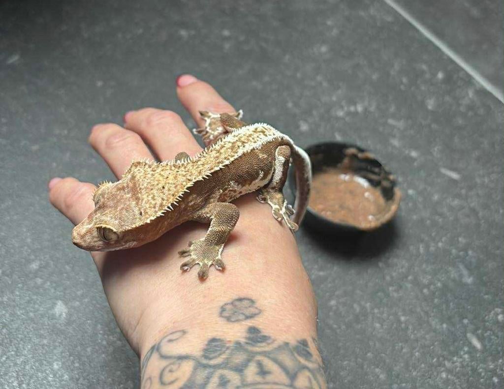 Lilly White Crested Gecko man 38g + compleet terrarium, Dieren en Toebehoren, Reptielen en Amfibieën, Overige soorten, Met terrarium