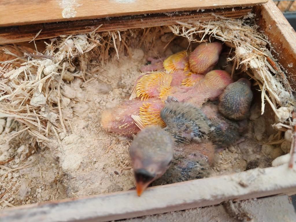 Agapornis roseicolli, Dieren en Toebehoren, Geringd