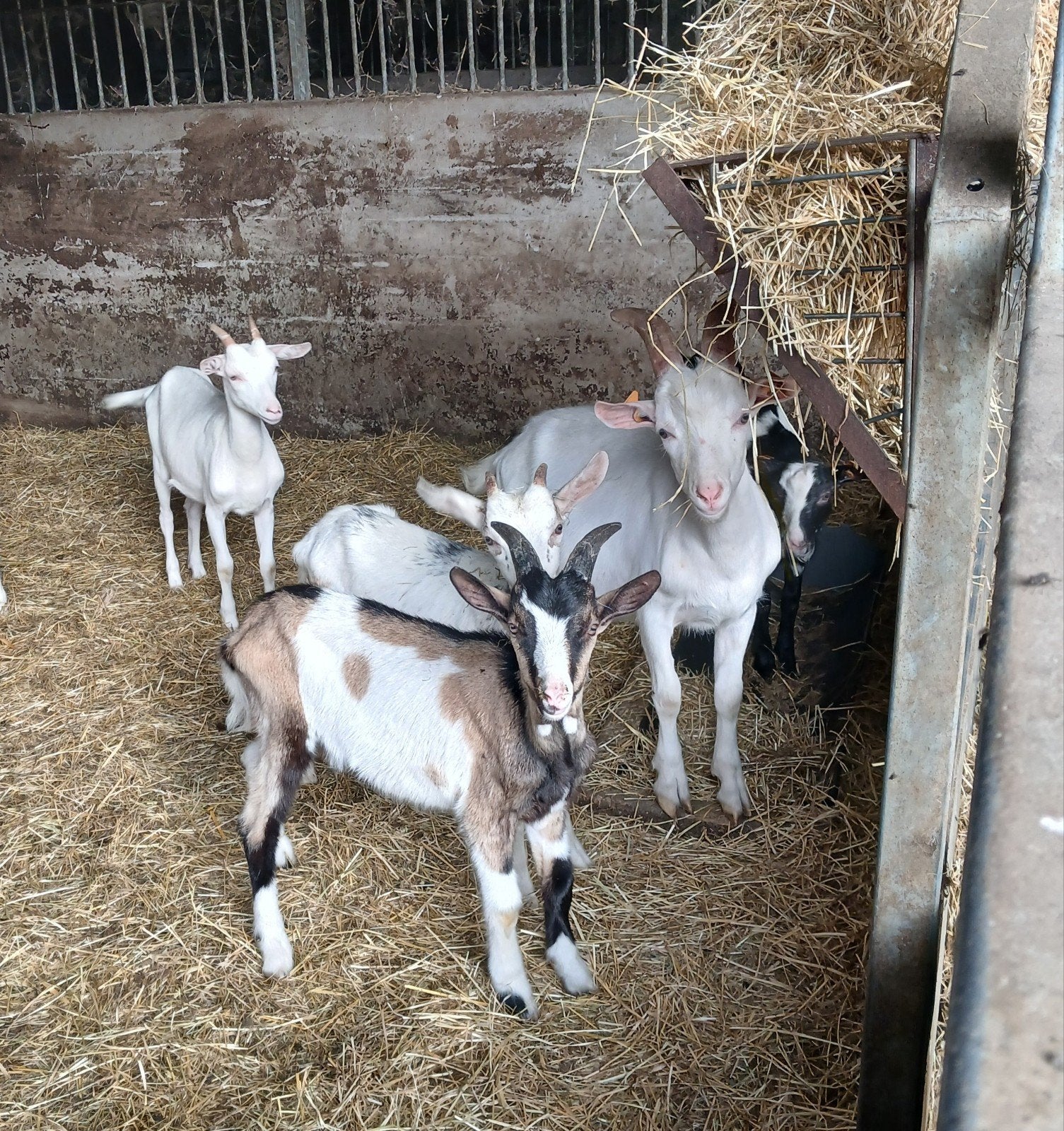 jonge geiten melkras, Plusieurs animaux, Chèvre, 0 à 2 ans