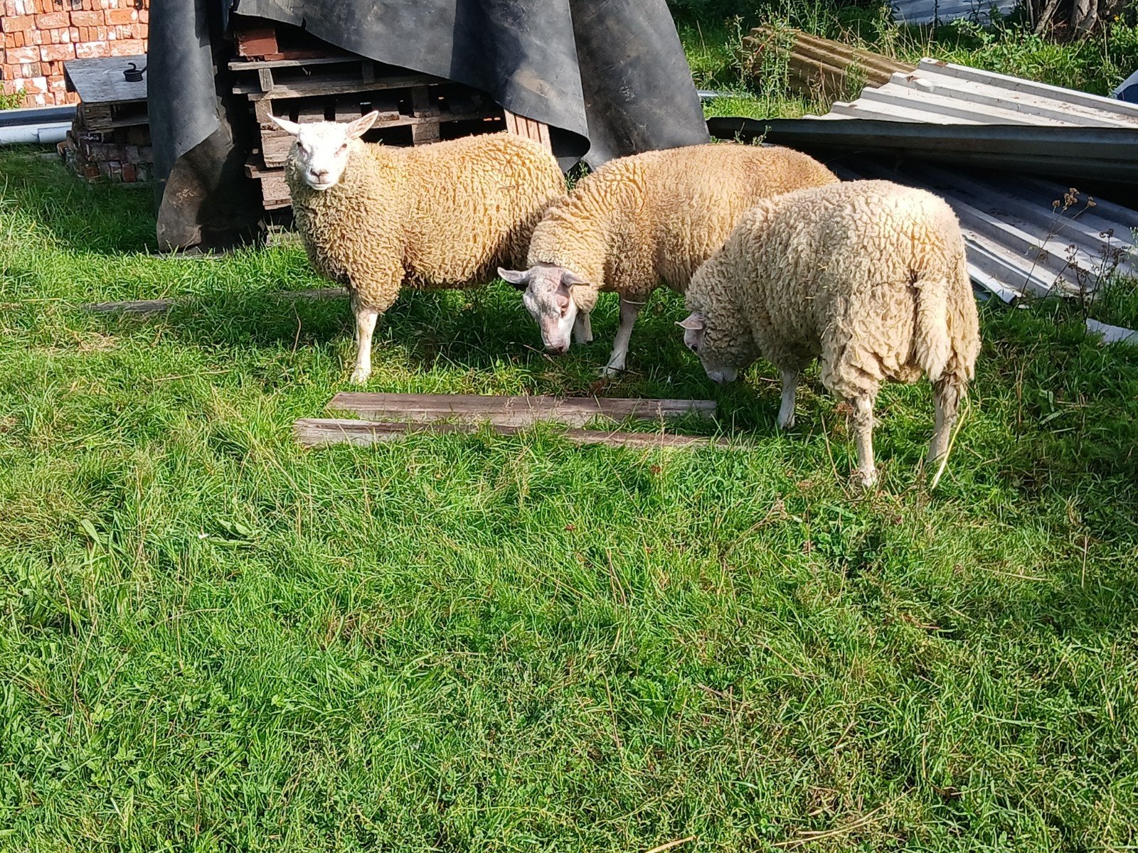 3 mooie bokken van februari, Dieren en Toebehoren