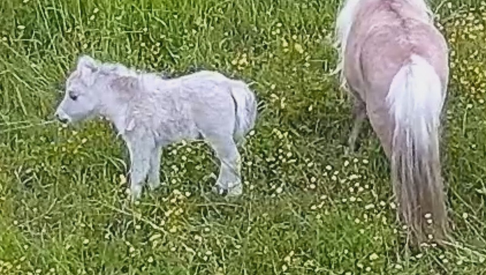 Prachtig Shetland hengste veulen met stamboek, Dieren en Toebehoren, Pony's, Met stamboom, 0 tot 2 jaar, Hengst, Onbeleerd