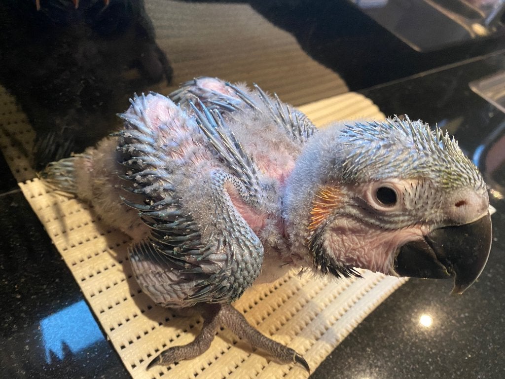 ❤️❤️️️ Bébé ara ararauna apprivoisé, Sexe inconnu, Perroquet, Parleur