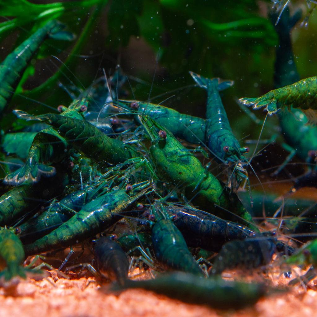 Crevettes au jade vert Neocaridina, Homard, Crabe ou Crevette, Poisson d'eau douce