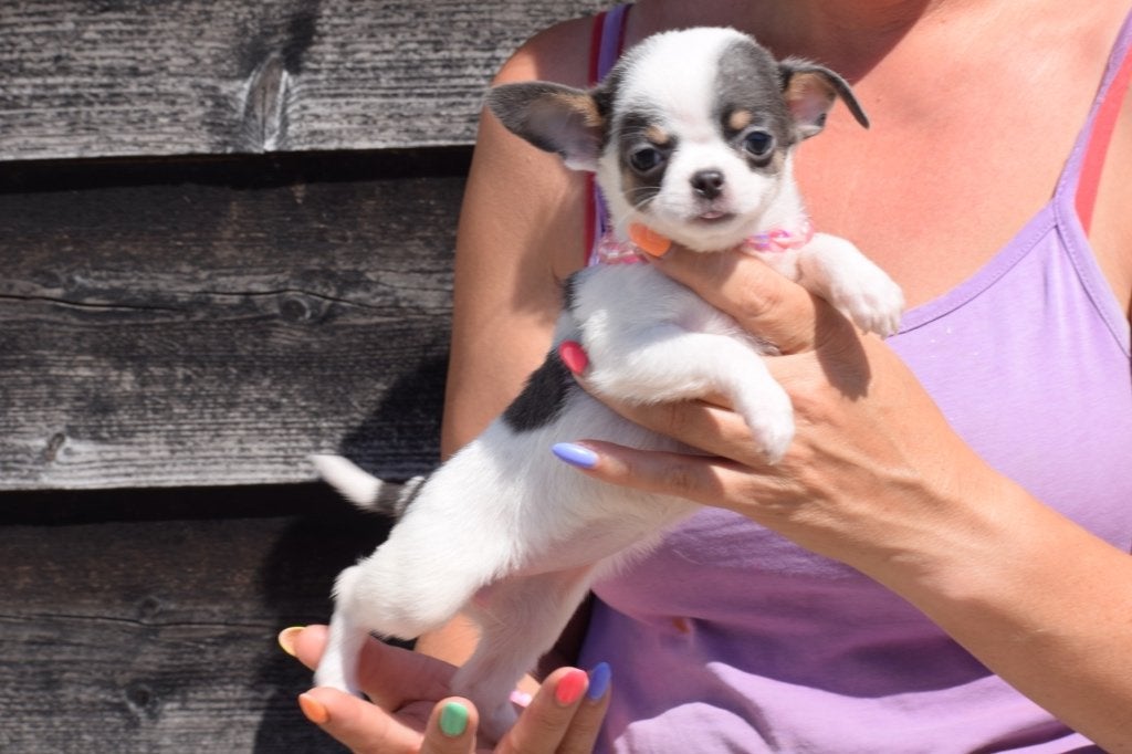 Chihuahua pups nieuwe nestjes, 15 weken tot 1 jaar, Buitenland, CDV (hondenziekte), Meerdere