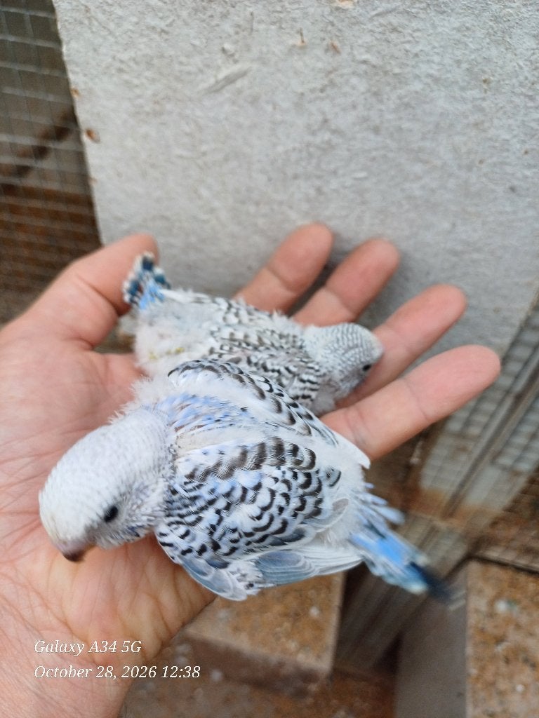 Grasparkieten baby voor handopfok, Dieren en Toebehoren, Parkiet, Tam
