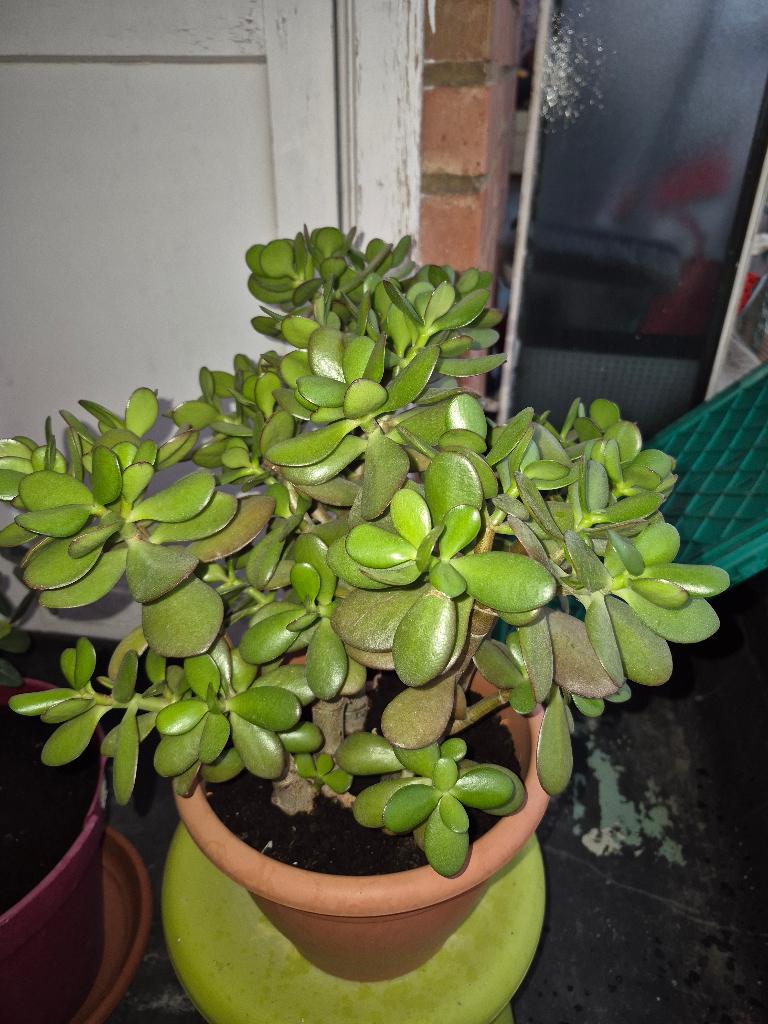 Crassula ovata, Enlèvement