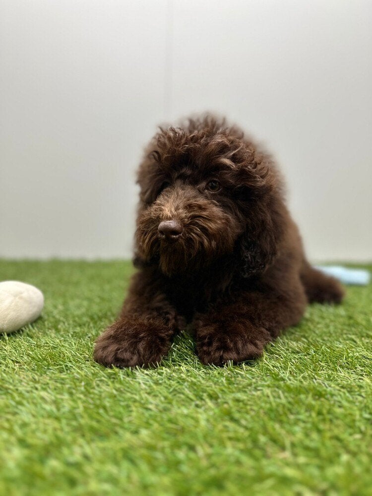 Middelgrote Poedel pups, Poedel, België, 8 tot 15 weken, Parvo