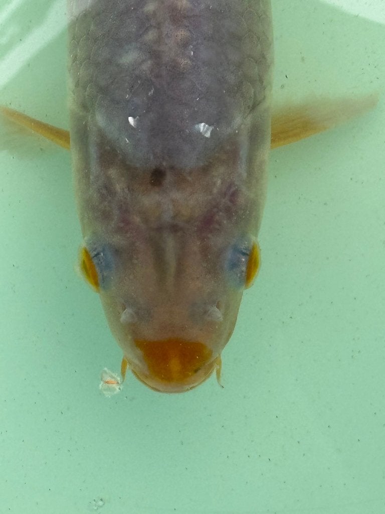 Koi met bruine snoet, Karper of Koi