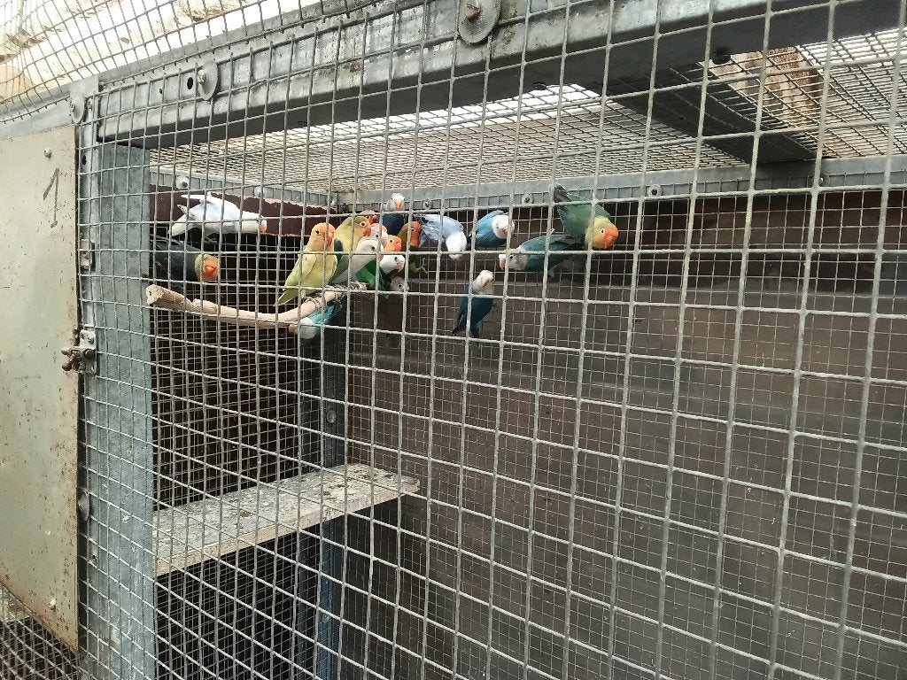 Fischeries, Dieren en Toebehoren, Vogels | Parkieten en Papegaaien, Geringd