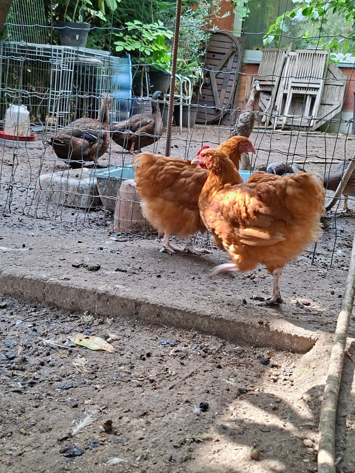Couple d'Orpington naine fauve, Animaux & Accessoires, Volatiles, Plusieurs animaux, Poule ou poulet