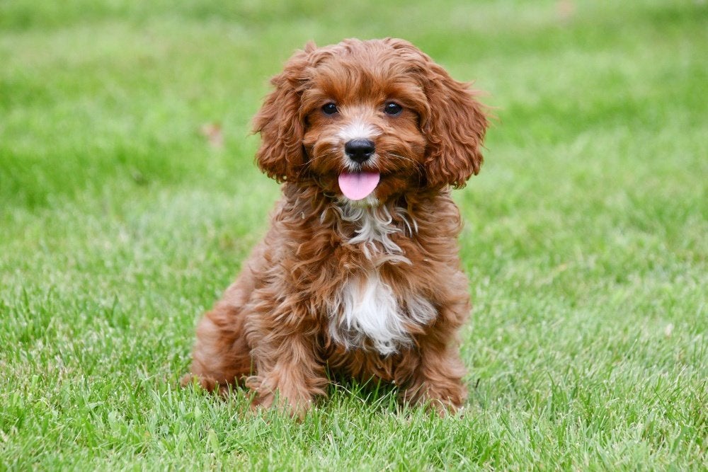 Chiots Cavapoo à vendre