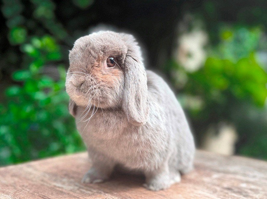 Prachtige super lieve Minilop voedster zoekt levensmaatje, Dieren en Toebehoren, Vrouwelijk, Klein, Hangoor, 0 tot 2 jaar