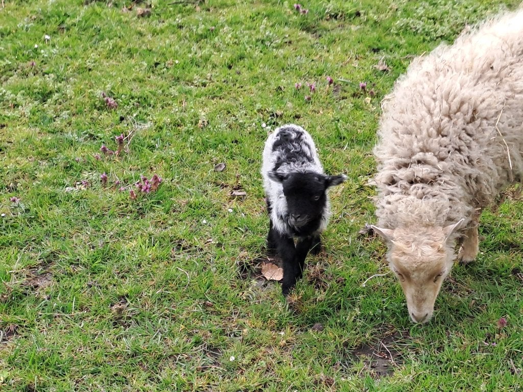 Quessant rammetje 2026, Dieren en Toebehoren, Mannelijk, Schaap, 0 tot 2 jaar