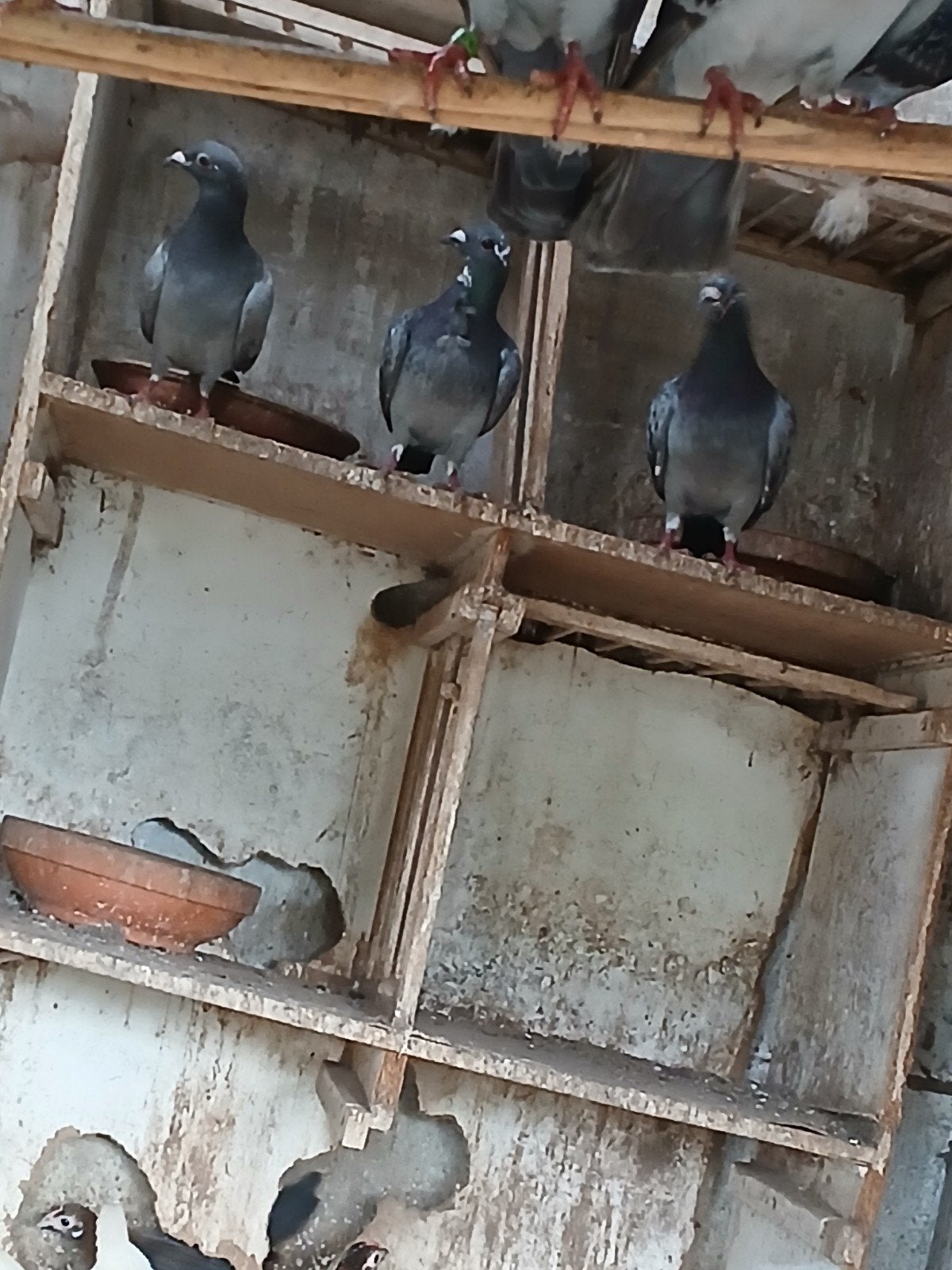 slacht of kweek duiven 3 euro per stuk, Pigeon voyageur